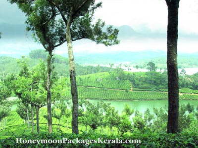 munnar honeymoon